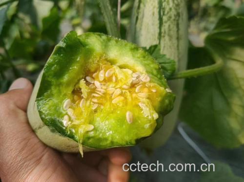 羊角蜜甜瓜切开后露出翠绿色果肉与清晰可见的丝状纤维结构