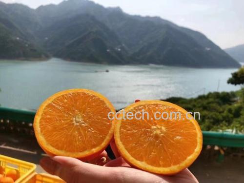 脐橙蜂蜜茶饮品展示