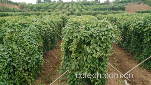 道地温县淮山药种植基地航拍图:整齐的垄沟覆黑色地膜,田间可见农户正在采挖刚出土的带泥淮山药,土壤呈典型垆土棕红色,远处有“国家地理标志产品”标识碑