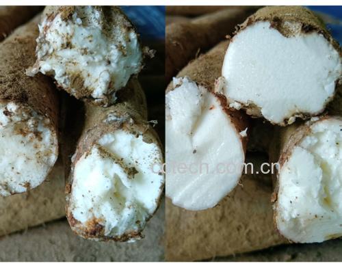 鲜淮山药去皮后乳白色黏液拉丝特写,断面呈细腻粉质结构,表面覆盖晶莹透明黏液层
