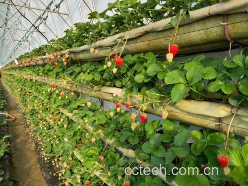 红颜草莓果园实景图