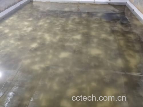 蒸制前处理大闸蟹