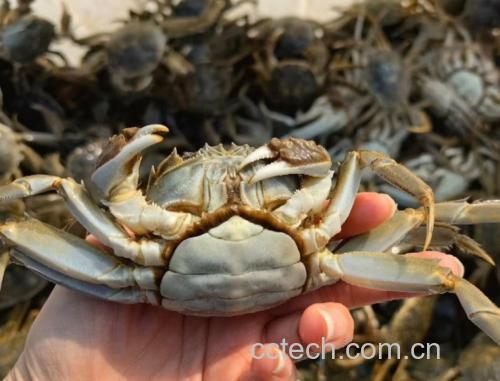 六月黄大闸蟹蒸熟后蟹黄颜色