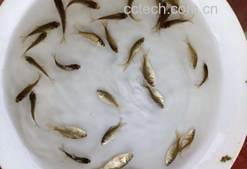 鲫鱼清理与粉葛切块