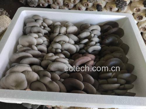 成品摆盘图