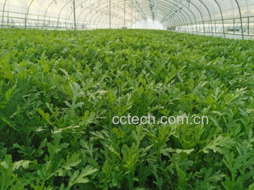 茼蒿与蒿子杆植株形态对比图