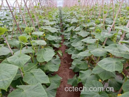 旱黄瓜植株生长状态对比图:左侧为正常水肥管理下的深绿茂盛植株,右侧为采收前5天控水处理的旱黄瓜植株,茎节紧凑、叶片厚实微泛蜡质光泽、瓜条直挺翠绿无纵棱