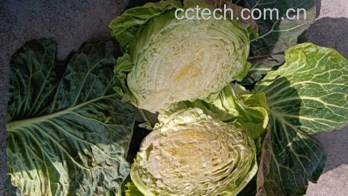 羽衣甘蓝蔬菜汁成品展示图
