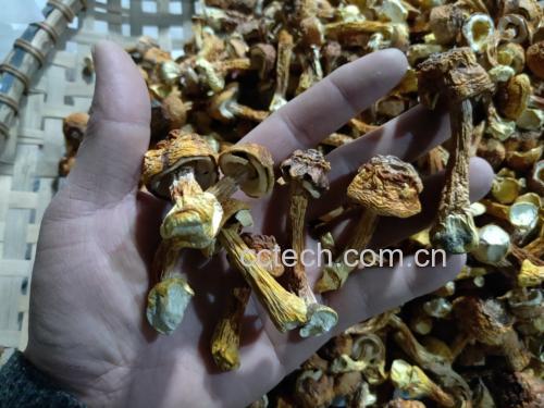 姬松茸泡发过程