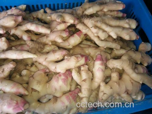 子姜与新鲜豆角特写对比图