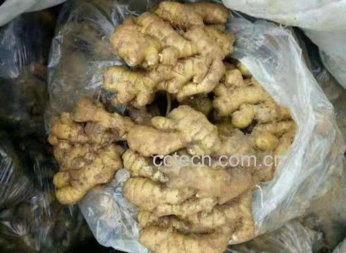 大姜药材饮片与鲜品对照图