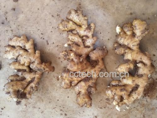 熟地黄与鸡肉准备过程