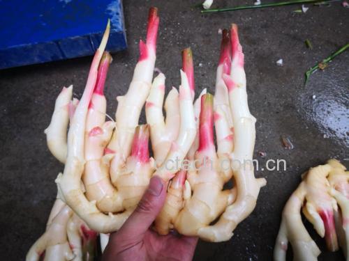 子姜特写对比图：左侧为当季优质子姜（浅黄带粉霜、芽头紫红饱满、表皮光滑无皱），右侧为普通老姜（表皮粗糙、纤维明显、颜色深褐）