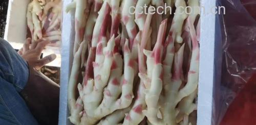 炒猪肉与子姜的搭配