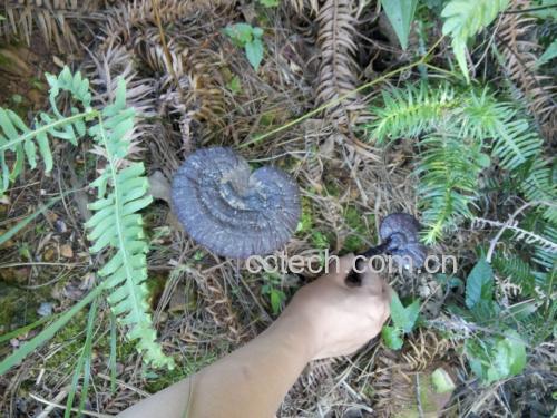海南黑灵芝林下仿野生种植基地