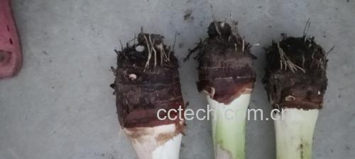 香芋健康料理图