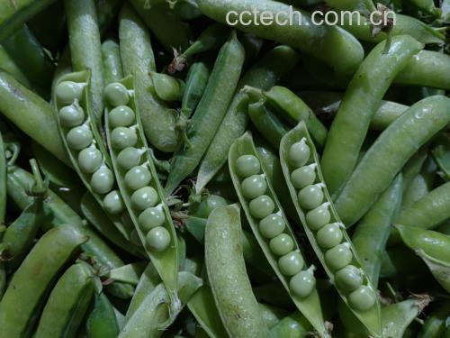 豌豆尖的嫩绿嫩芽与叶片特写