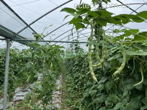 白扁豆种植田实景图:初夏时节绿意盎然的白扁豆藤蔓攀附竹架生长,紫红色蝶形花簇生于叶腋,豆荚细长微弯呈浅绿色,体现优质产地生态种植状态