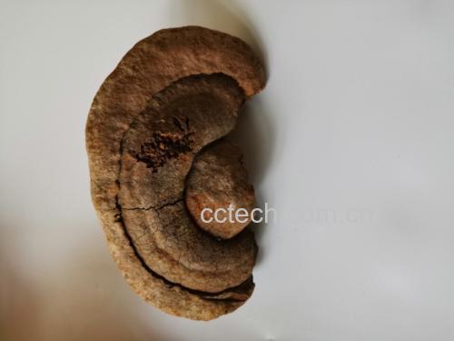 桑黄与黑灵芝对比图