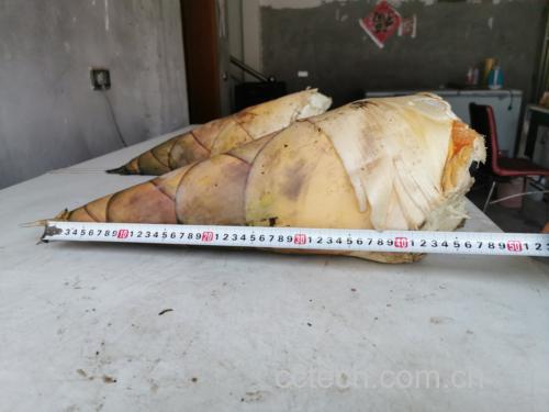 山竹实物称重对比图:左侧托盘放置3颗不同大小山竹(小/中/大),右侧电子天平显示屏清晰显示对应重量数值:142.3g、179.6g、213.8g,背景为白色实验台与标尺参照线
