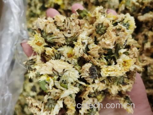 杭白菊茶饮冲泡过程