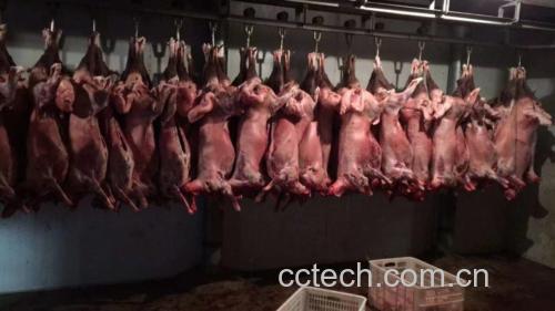 专业人员检查羊白条肉质