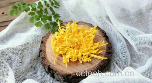 野菊花茶饮实景图