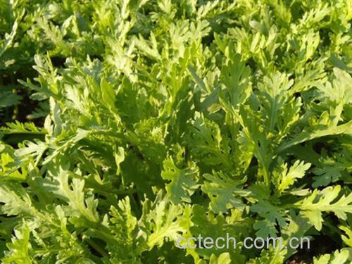 野菊花嫩叶显微结构示意图