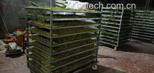 野菊花茶冲泡过程