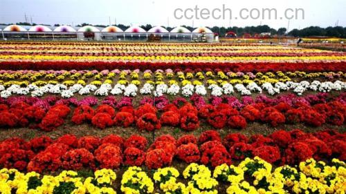 野菊花田种植场景