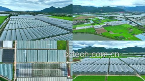 规范化种植野菊花基地场景