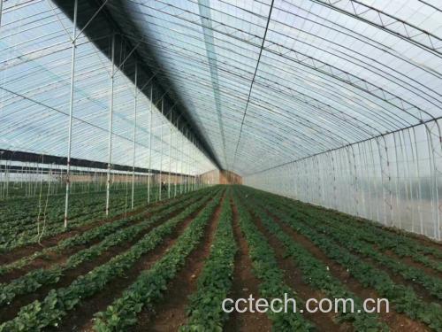 甜宝草莓种植场景