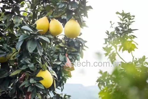 成熟琯溪蜜柚果园实景图