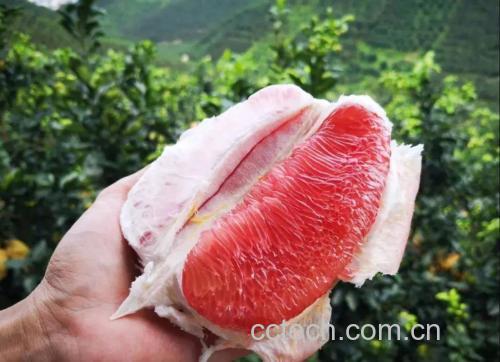 琯溪蜜柚切开展示图
