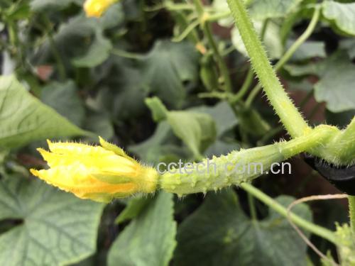 迷你带花小黄瓜特写：带完整雌花的翠绿小黄瓜整齐排列于竹编托盘中，花瓣洁白微透，花柱鲜绿挺立，瓜身覆有薄层天然蜡质白霜，背景为晨露未干的有机种植棚内藤蔓