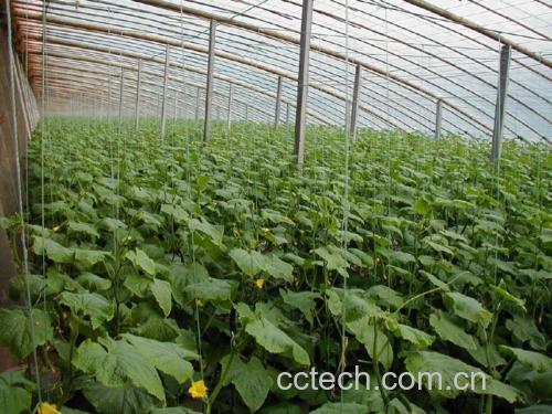 黄瓜种植园实景图
