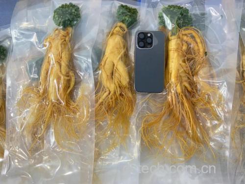 保鲜参实物与保鲜液分离示意图