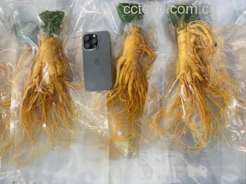 冷冻保存人参的包装示意图