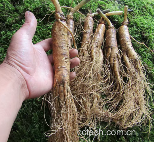 鲜人参与鲜鹿茸特写对比图