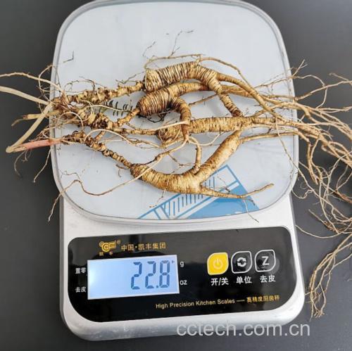 鲜人参切片与量具对比图