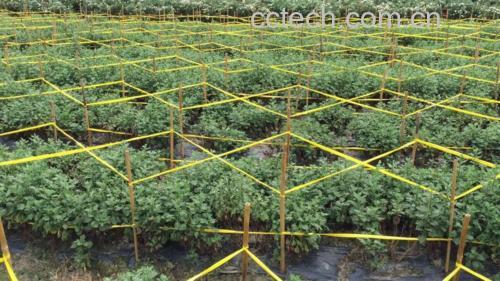 金丝皇菊枸杞茶的冲泡示意图
