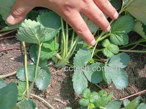 章姬奶油草莓营养成分图表