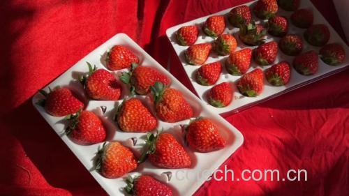 草莓奶油巧克力派的原材料展示