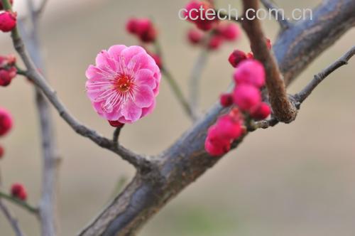 松红梅植株特写