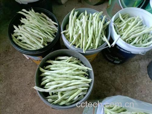 豆角晾晒