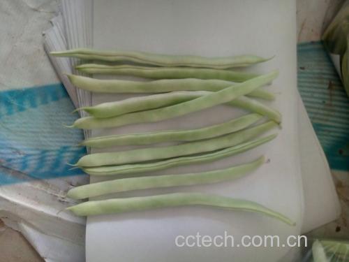 白不老豆角与鸡蛋的搭配食材展示