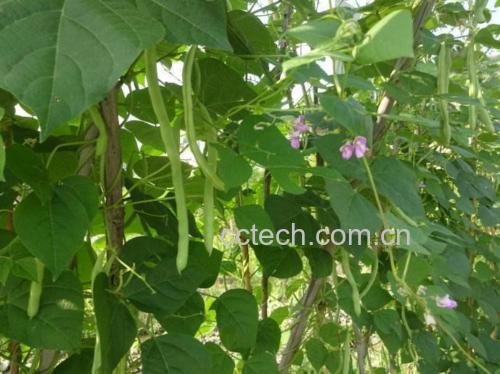 扁豆植株与豆荚特写