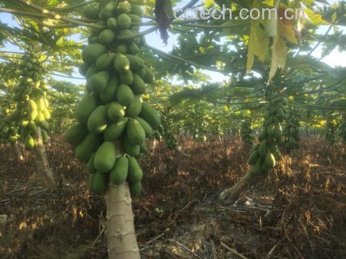 田间采摘场景:农户手持割刀采集番木瓜树干乳汁,乳汁呈乳白色缓慢渗出