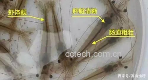 对虾解剖结构示意图