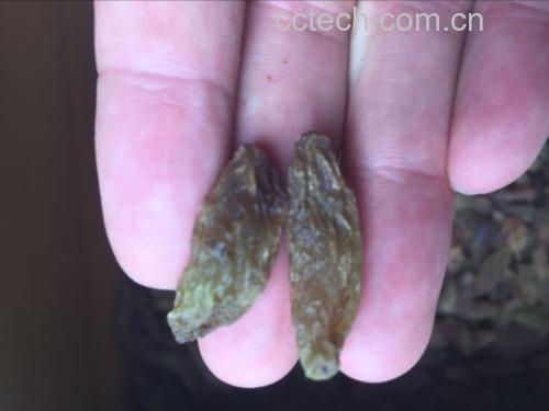 儿童与老人吃葡萄注意事项